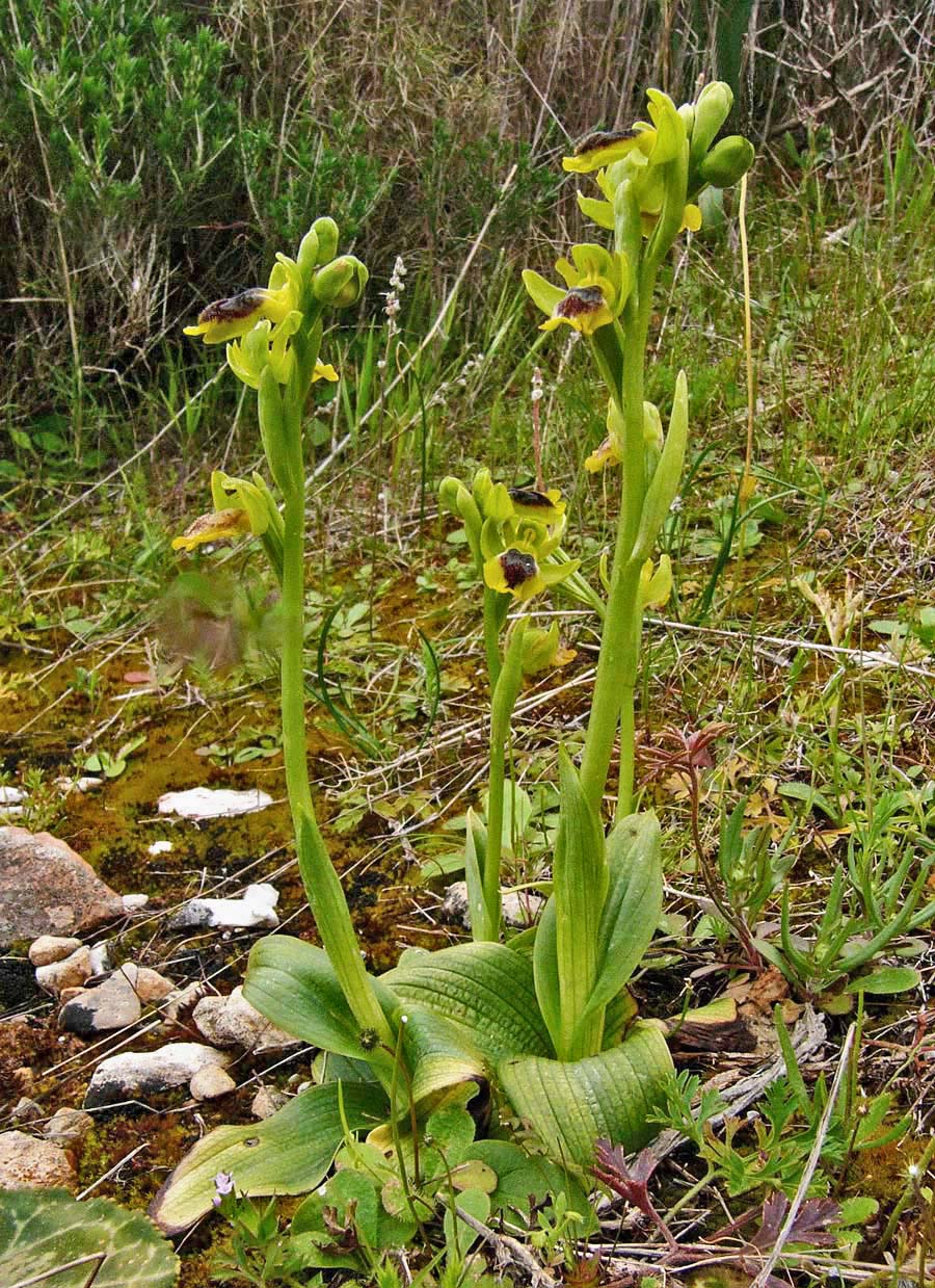 Ophrys phryganae v cretica